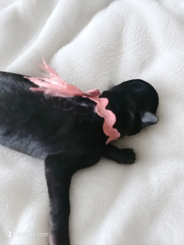 Pink - Girl – Belgian Sheepdog puppy for sale in Virginia Beach, VA