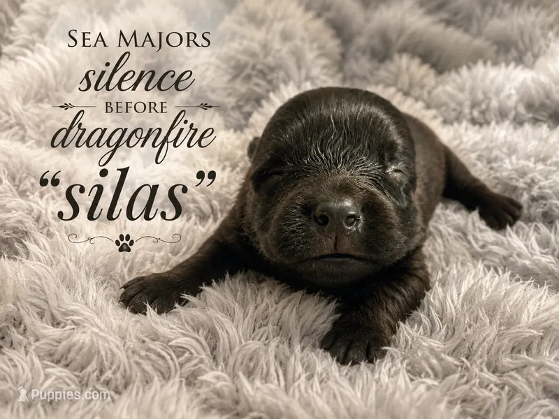 Sea Majors Silence before Dragonfire – Belgian Sheepdog puppy for sale in Virginia Beach, VA