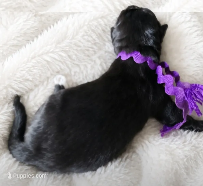Purple - Boy – Belgian Sheepdog puppy for sale in Virginia Beach, VA
