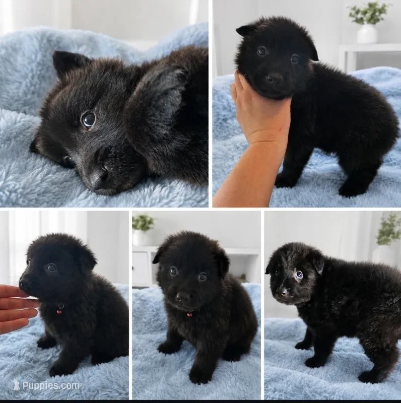 Sea Majors Last Son of Fire  – Belgian Sheepdog puppy for sale in Virginia Beach, VA