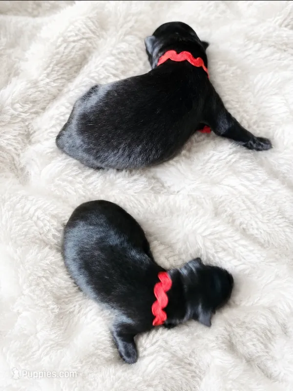 Red - Boy – Belgian Sheepdog puppy for sale in Virginia Beach, VA