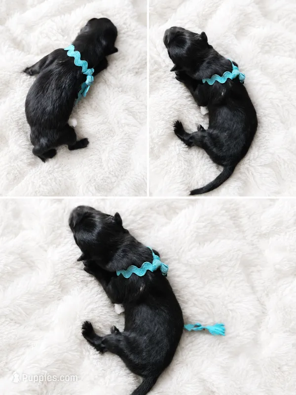 Blue- Boy – Belgian Sheepdog puppy for sale in Virginia Beach, VA