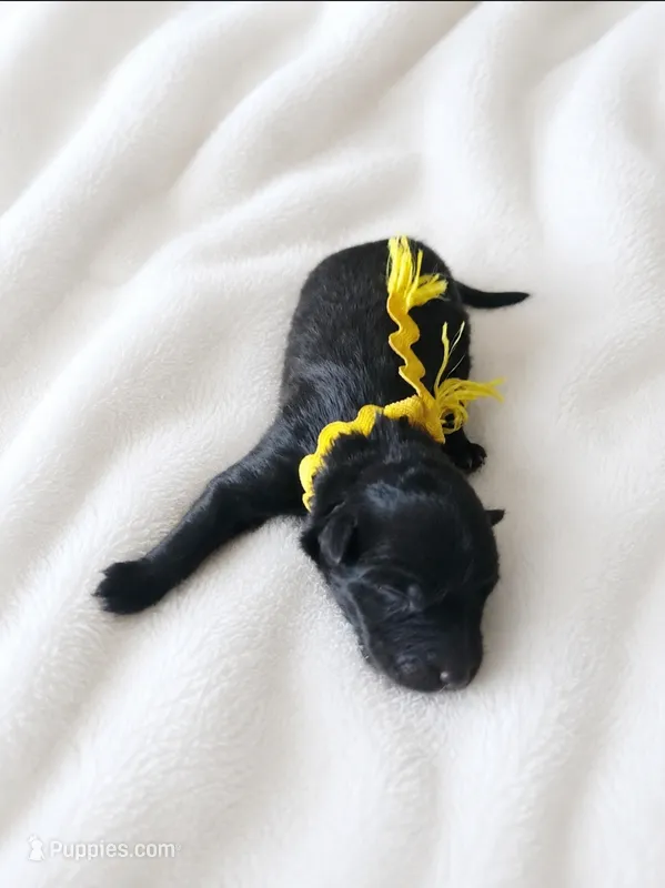 Yellow - Girl – Belgian Sheepdog puppy for sale in Virginia Beach, VA