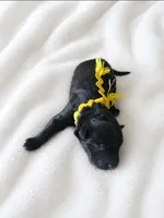 Yellow - Girl, a female Belgian Sheepdog for sale in Virginia Beach, VA – 1 of 1