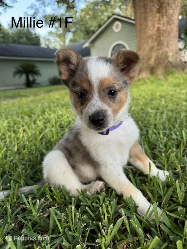 Millie – Australian Cattle Dog puppy for sale in Jacksonville Beach, FL