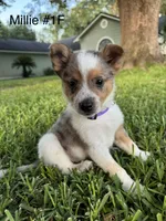 Millie, a female Australian Cattle Dog for sale in Jacksonville Beach, FL – 1 of 2