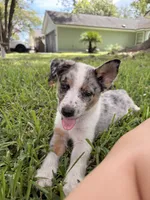 Ranger, a male Australian Cattle Dog for sale in Jacksonville Beach, FL – 2 of 2