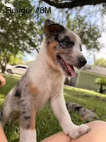 Ranger, a male Australian Cattle Dog for sale in Jacksonville Beach, FL – 1 of 2