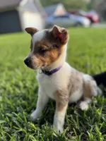 Millie, a female Australian Cattle Dog for sale in Jacksonville Beach, FL – 2 of 2