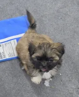 Mike, a male Shih Tzu for sale in Quincy, WA – 2 of 3