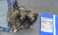 Snuggles , a female Shih Tzu for sale in Quincy, WA – 2 of 4