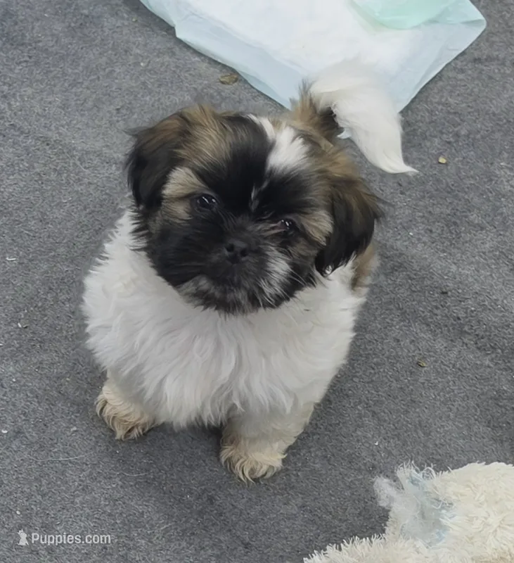 Sugar – Shih Tzu puppy for sale in Quincy, WA