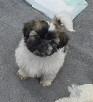 Sugar, a female Shih Tzu for sale in Quincy, WA – 1 of 3