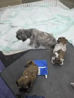Sugar, a female Shih Tzu for sale in Quincy, WA – 3 of 3