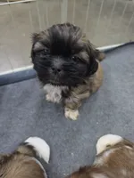 Ike, a male Shih Tzu for sale in Quincy, WA – 4 of 4