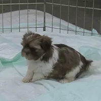 Pita, a female Shih Tzu for sale in Quincy, WA – 2 of 3