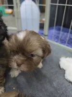 Pita, a female Shih Tzu for sale in Quincy, WA – 3 of 3