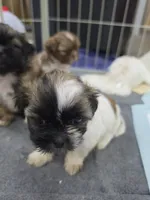 Sugar, a female Shih Tzu for sale in Quincy, WA – 2 of 3