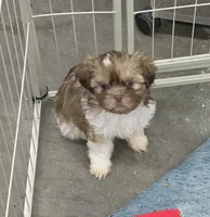 Pita, a female Shih Tzu for sale in Quincy, WA – 1 of 3