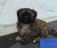 Ike, a male Shih Tzu for sale in Quincy, WA – 3 of 4
