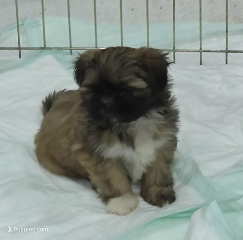 Ike – Shih Tzu puppy for sale in Quincy, WA