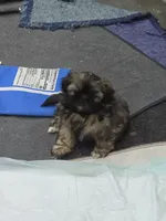 Snuggles , a female Shih Tzu for sale in Quincy, WA – 3 of 4
