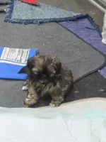 Snuggles , a female Shih Tzu for sale in Quincy, WA – 1 of 4