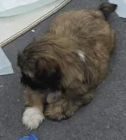Ike, a male Shih Tzu for sale in Quincy, WA – 2 of 4