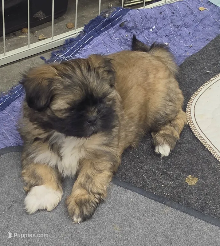 Mike – Shih Tzu puppy for sale in Quincy, WA