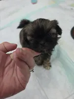 Snuggles , a female Shih Tzu for sale in Quincy, WA – 4 of 4