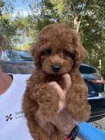Poppy, a male Poodle - Toy  for sale in Coldspring, TX – 2 of 3