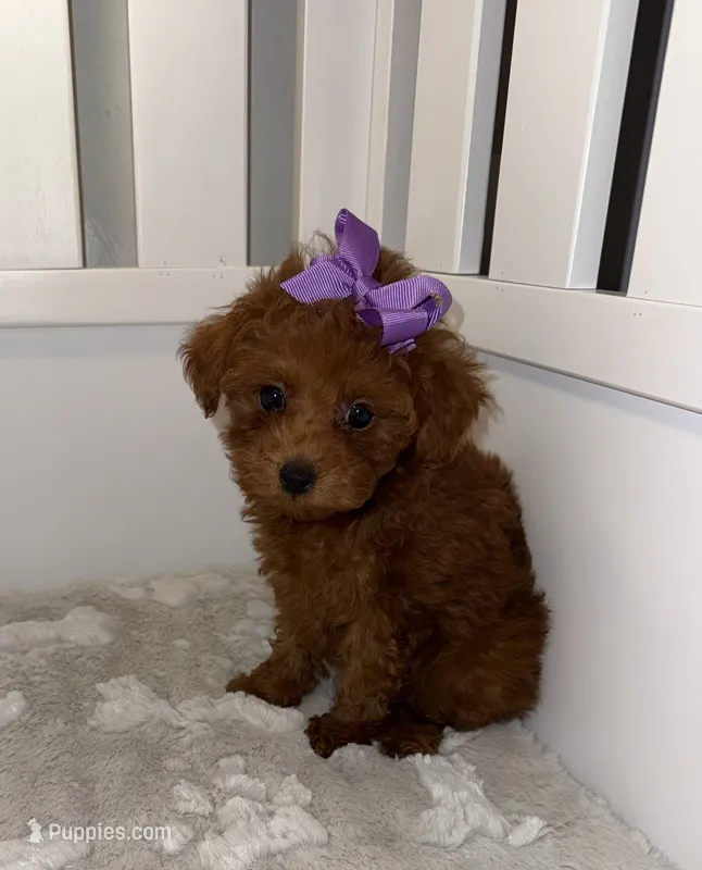 lilly – Poodle - Toy  puppy for sale in Coldspring, TX