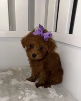 lilly, a female Poodle - Toy  for sale in Coldspring, TX – 1 of 4