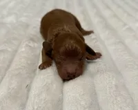 Akc boys, a male Poodle - Toy  for sale in Coldspring, TX – Photo 4 of 5