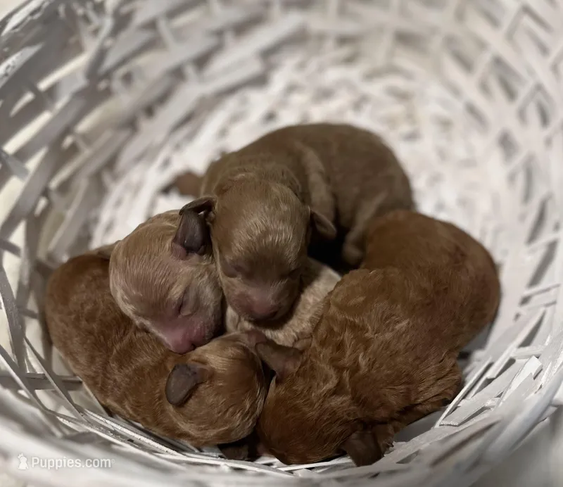 Akc boys, a male Poodle - Toy  for sale in Coldspring, TX – Photo 1 of 5