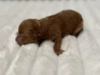 Akc boys, a male Poodle - Toy  for sale in Coldspring, TX – Photo 3 of 5