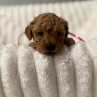 Lilly-5952, a female Poodle - Toy  for sale in Coldspring, TX – Photo 1 of 3