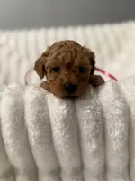 Lilly-5952, a female Poodle - Toy  for sale in Coldspring, TX – Photo 1 of 3