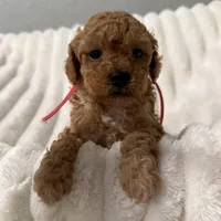 Lilly-5952, a female Poodle - Toy  for sale in Coldspring, TX – Photo 3 of 3