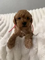 Lilly-5952, a female Poodle - Toy  for sale in Coldspring, TX – Photo 3 of 3