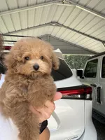 Joan ( Rock Star Litter), a female Poodle - Toy  for sale in Coldspring, TX – 2 of 2