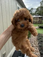 Poppy, a male Poodle - Toy  for sale in Coldspring, TX – 3 of 3