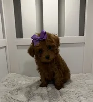 lilly, a female Poodle - Toy  for sale in Coldspring, TX – 2 of 4