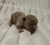 2 Akc girls, a female Poodle - Toy  for sale in Coldspring, TX – Photo 4 of 5