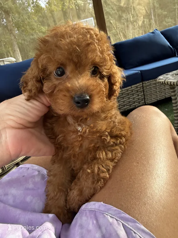 Poppy – Poodle - Toy  puppy for sale in Coldspring, TX