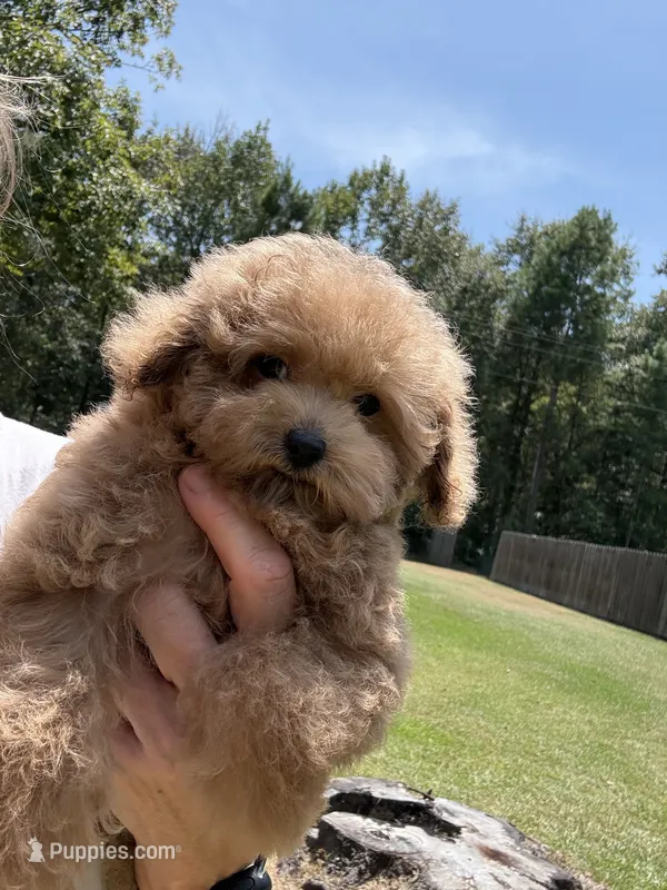 Joan ( Rock Star Litter) – Poodle - Toy  puppy for sale in Coldspring, TX