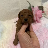 Venus, a female Poodle - Toy  for sale in Coldspring, TX – Photo 3 of 3
