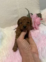 Venus, a female Poodle - Toy  for sale in Coldspring, TX – Photo 3 of 3