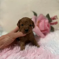 Venus, a female Poodle - Toy  for sale in Coldspring, TX – Photo 1 of 3