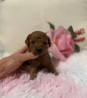 Venus, a female Poodle - Toy  for sale in Coldspring, TX – Photo 1 of 3